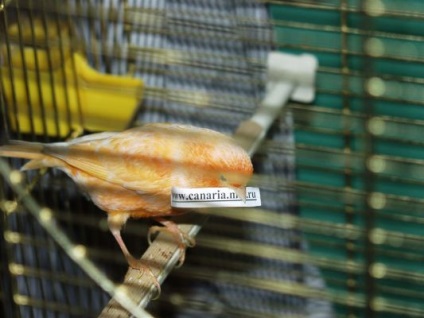 Probleme generale ale reproducerii canariene - enciclopedie a proprietarului unei păsări