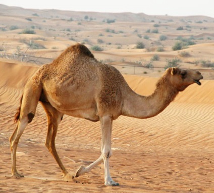 Odnogroby camel, dromedar, fotografie