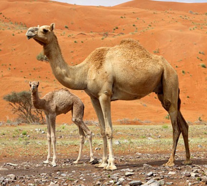 Odnogroby camel, dromedar, fotografie
