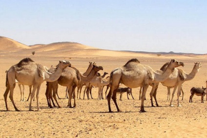 Odnogroby camel, dromedar, fotografie