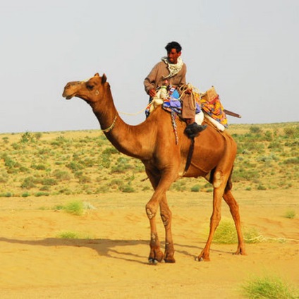 Odnogroby camel, dromedar, fotografie