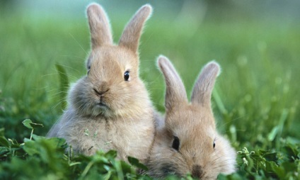 Despre iepuri de reproducție pentru începători