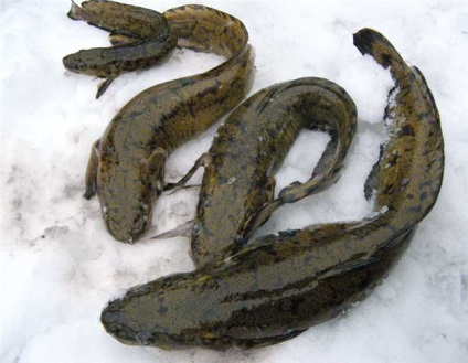 Pescuitul de toamnă-iarnă pentru burbot în afluenții buruienilor din Yenisei