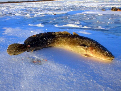 Őszi-téli halászás a Yenisei-patak mellékfolyóiba