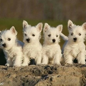 Elementele de bază ale reproducerii Terrierilor de Vest - West Highland Terrier