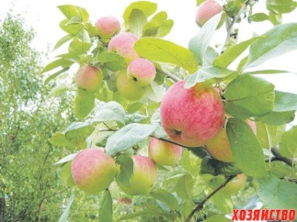 Principalele cauze ale morții copacilor de măr