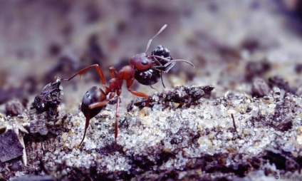 A rabszolgák tulajdonában lévő hangyák életének jellemzői