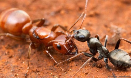 Caracteristicile vieții de furnici care dețin sclavi