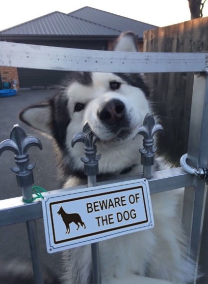 Atenție, fotografii de câine furios hilar de animale de companie