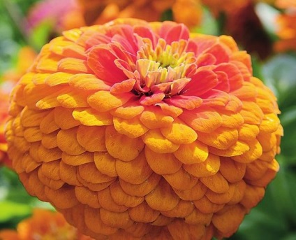 Apreciați speciile zinnia, soiurile și ideile compozițiilor