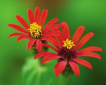 Apreciați speciile zinnia, soiurile și ideile compozițiilor