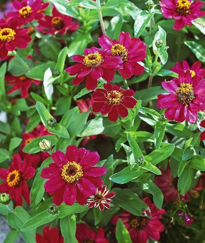 Apreciați speciile zinnia, soiurile și ideile compozițiilor