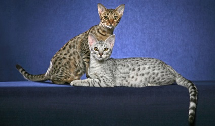 Ocicat Photo