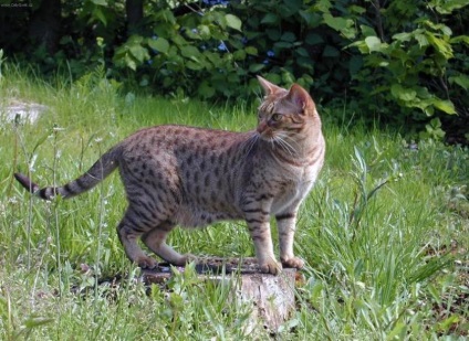 Ocicat Photo