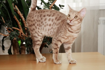 Ocicat Photo