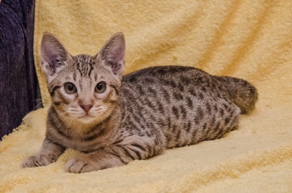 Ocicat Photo