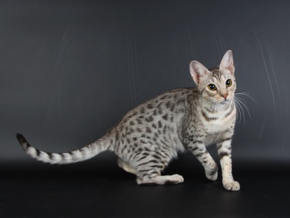 Ocicat Photo