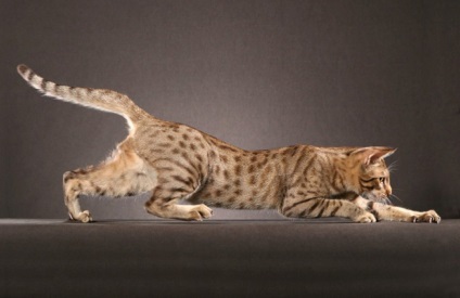 Ocicat Photo