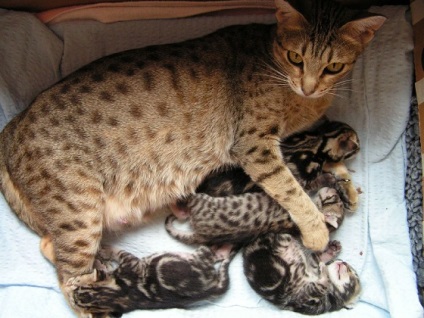 Ocicat Photo