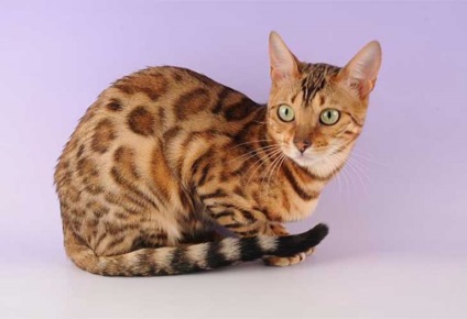 Ocicat Photo