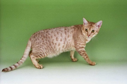 Ocicat Photo