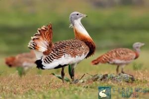 Bustard Hunt