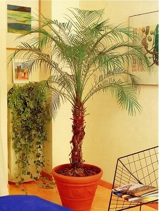 Palmieri la domiciliu - un blog de sfaturi utile pentru gradinari