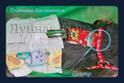 Pampers pentru un yorkie de sex masculin cu un jartieră, cu mâinile sale o centura pampers și un crescătorie yorkshire