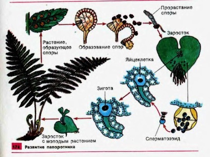 Fern, coardă de cal, ciuperci 1