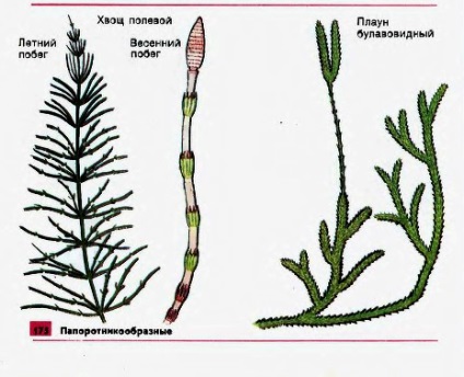 Fern, coardă de cal, ciuperci 1