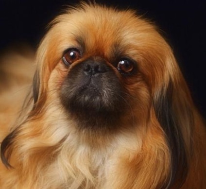 Pekingese, enciclopedia câinilor