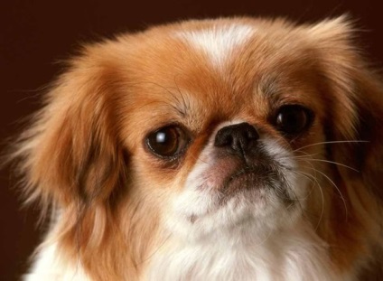 Pekingese, enciclopedia câinilor