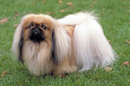 Pekingese, enciclopedia câinilor