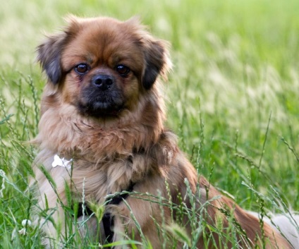 Pekingese, enciclopedia câinilor