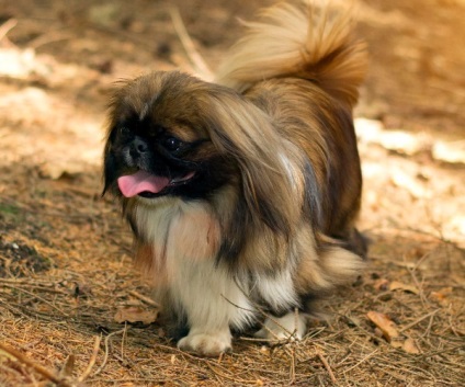 Pekingese, enciclopedia câinilor