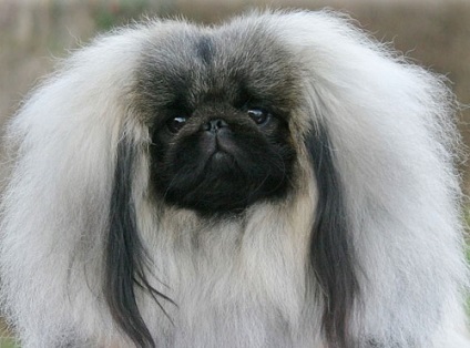 Pekingese - cel mai mare site despre câini