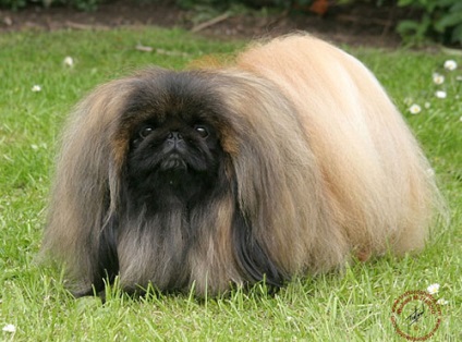 Pekingese - cel mai mare site despre câini