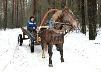 Transportul pădurii în care calul nu poate rezista, omul rus se va descurca!