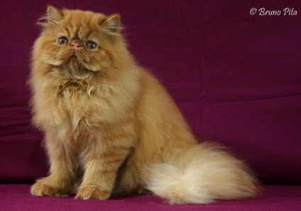 Persană pisică