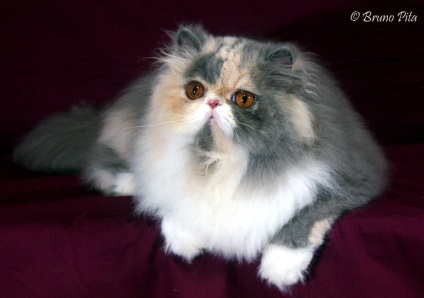 Persană pisică