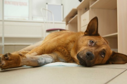 Peterburzhenka a oprit vagonul pentru a salva câinele care a murit pe drum
