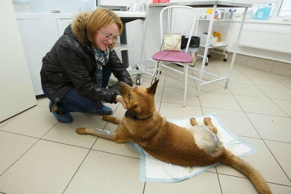 Peterburzhenka a oprit vagonul pentru a salva câinele care a murit pe drum