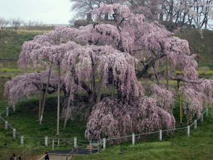 Sakura plângând, după sfatul întregii lumi