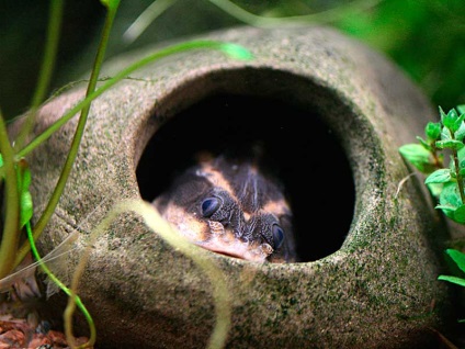 Platidoras striat (platydoras costatus), acvariu în detaliu