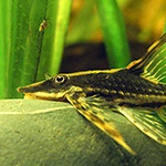 Platidoras striat (platydoras costatus), acvariu în detaliu