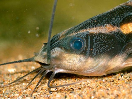 Platidoras striat (platydoras costatus), acvariu în detaliu