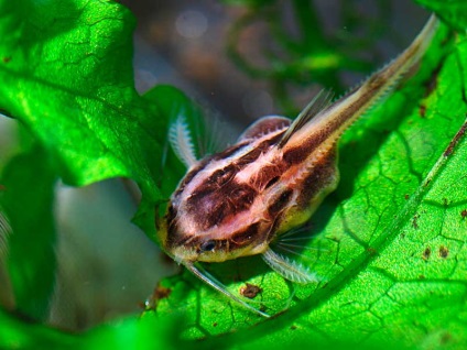 Platidoras striat (platydoras costatus), acvariu în detaliu