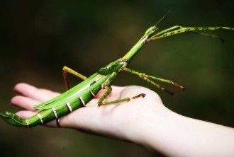 Miért nem nőnek a rovarok, érdekes?