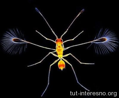 De ce insectele nu cresc, este interesant!