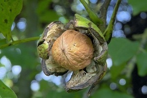 De ce nucul nu fructifică magia plantelor